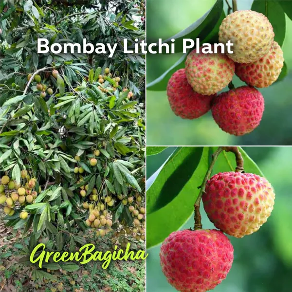 Bombay_Litchi_Plant_Live_|_Grafted_Bombay_Litchi_Fruit_Plant_|_Sweet_&_Juicy_Litchi_Variety