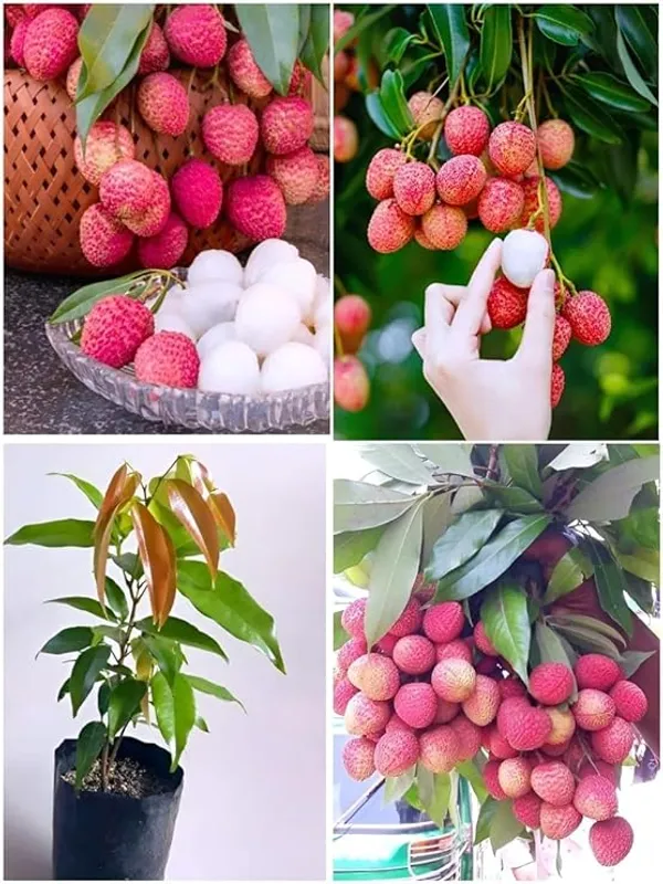 Bombay_Litchi_Plant_Live_|_Grafted_Bombay_Litchi_Fruit_Plant_|_Sweet_&_Juicy_Litchi_Variety