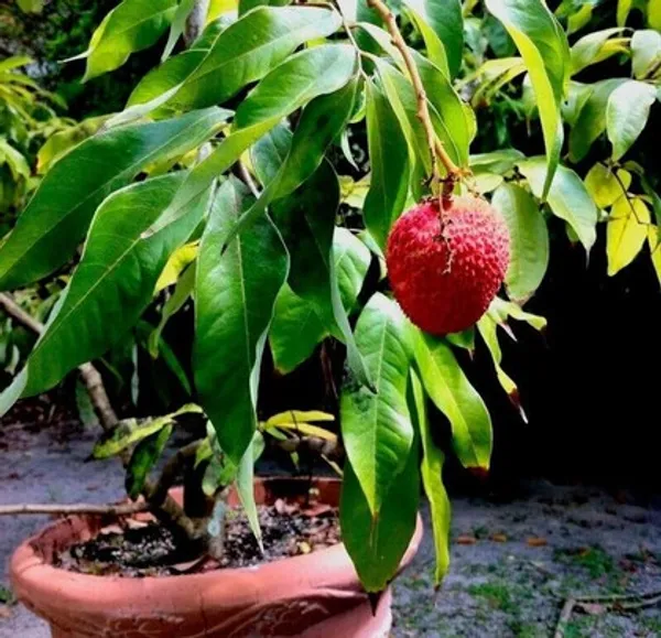 Bombay_Litchi_Plant_Live_Grafted_Bombay_Litchi_Fruit_Plant_Sweet_And_Juicy_Litchi_Variety