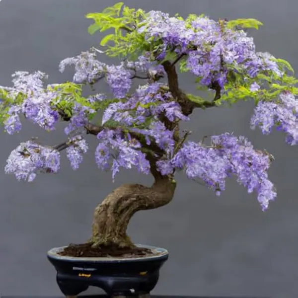 Bonsai_Blue_Bells_Plant_|_Mini_Flowering_Bonsai_|_Purple–Blue_Bell_Flowers