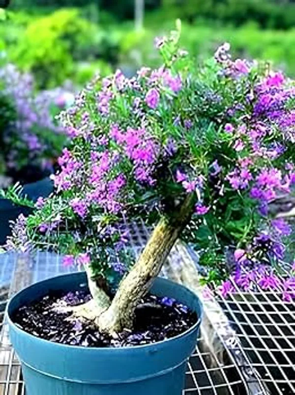Bonsai_Blue_Bells_Plant_|_Mini_Flowering_Bonsai_|_Purple–Blue_Bell_Flowers