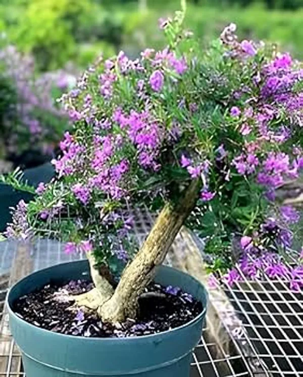 Bonsai_Blue_Bells_Plant_|_Mini_Flowering_Bonsai_|_Purple–Blue_Bell_Flowers