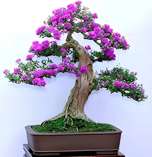 Bonsai_Blue_Bells_Plant_|_Mini_Flowering_Bonsai_|_Purple–Blue_Bell_Flowers