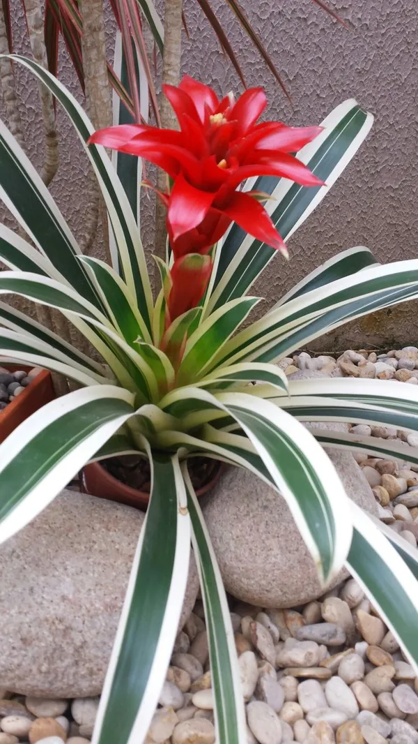 Bromeliad_Plant_For_Home_Decoration
