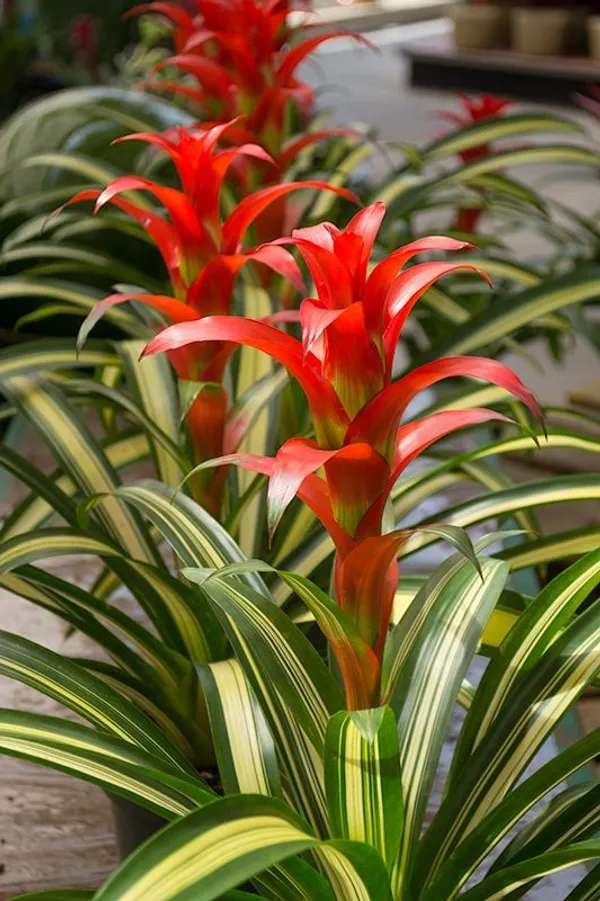 Bromeliad_Plant_For_Home_Decoration