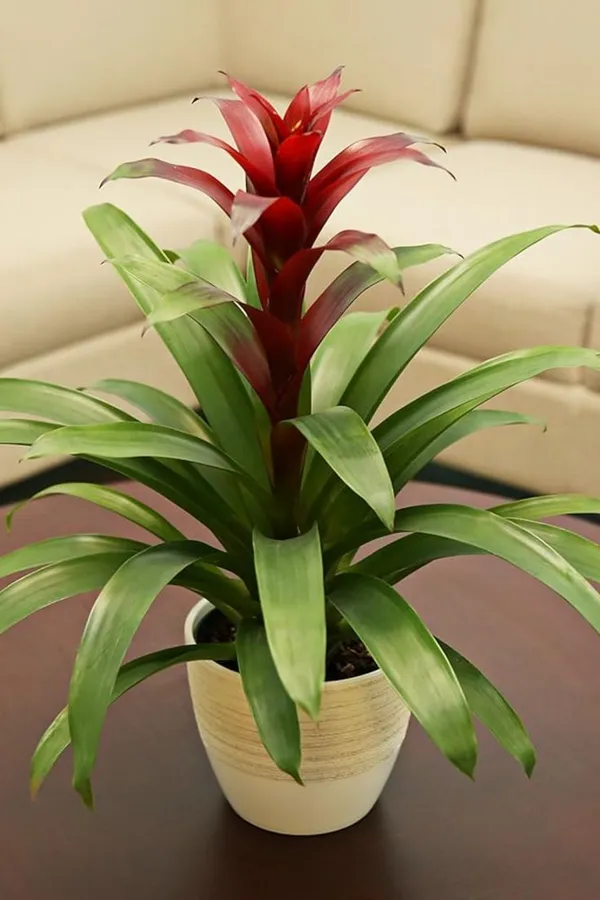 Bromeliad_Plant_For_Home_Decoration