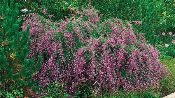 Bush_Clovers_Plant