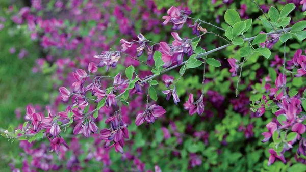 Pink_Bush_Clovers_Flower_Plant