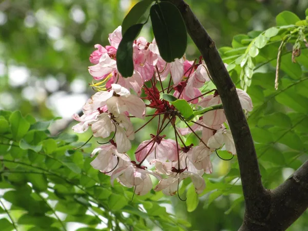 Cassia_Javanica_Live_Plant_|_Pink_Shower_Tree_|_Apple_Blossom_Tree_|_Premium_Flowering_Ornamental_Tree