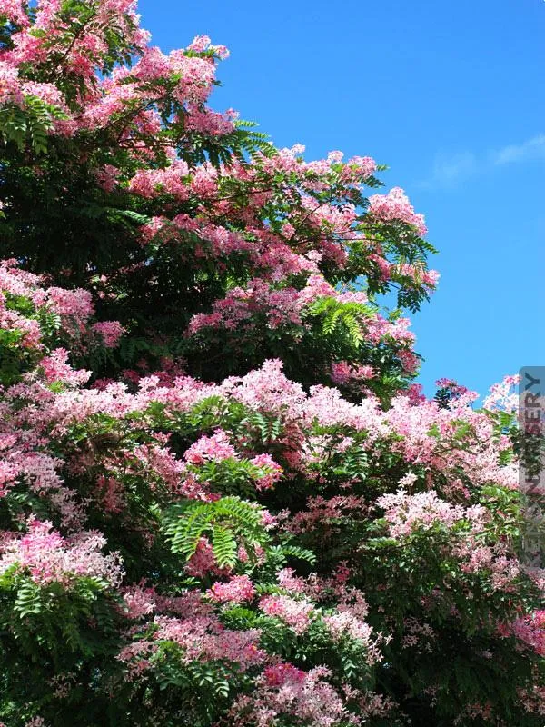 Cassia_Javanica_Live_Plant_|_Pink_Shower_Tree_|_Apple_Blossom_Tree_|_Premium_Flowering_Ornamental_Tree