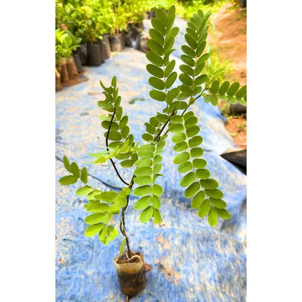 Cassia_Javanica_Live_Plant_|_Pink_Shower_Tree_|_Apple_Blossom_Tree_|_Premium_Flowering_Ornamental_Tree