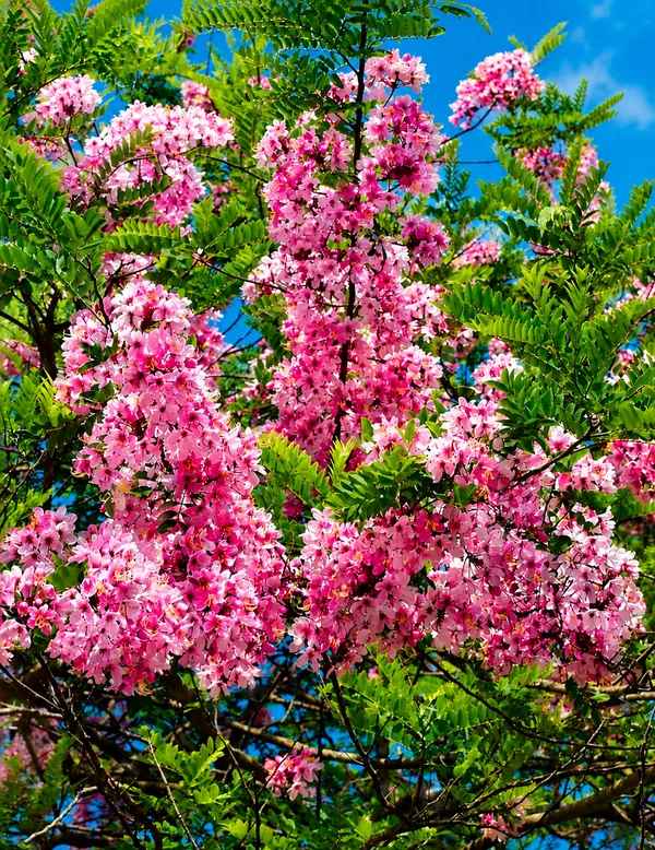 Cassia_Javanica_Live_Plant_|_Pink_Shower_Tree_|_Apple_Blossom_Tree_|_Premium_Flowering_Ornamental_Tree