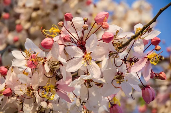 Cassia_Javanica_Live_Plant_|_Pink_Shower_Tree_|_Apple_Blossom_Tree_|_Premium_Flowering_Ornamental_Tree