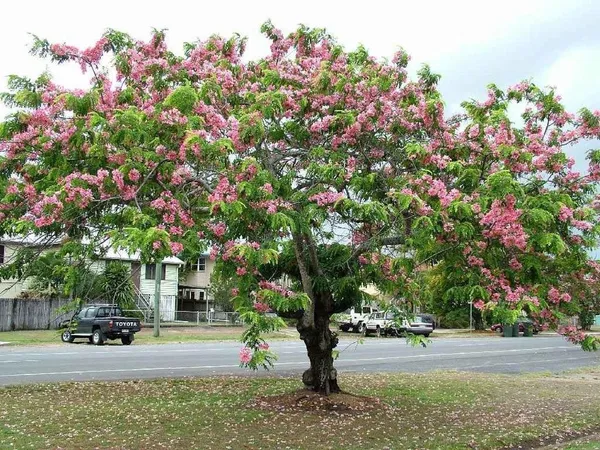 Cassia_Javanica_Live_Plant_|_Pink_Shower_Tree_|_Apple_Blossom_Tree_|_Premium_Flowering_Ornamental_Tree
