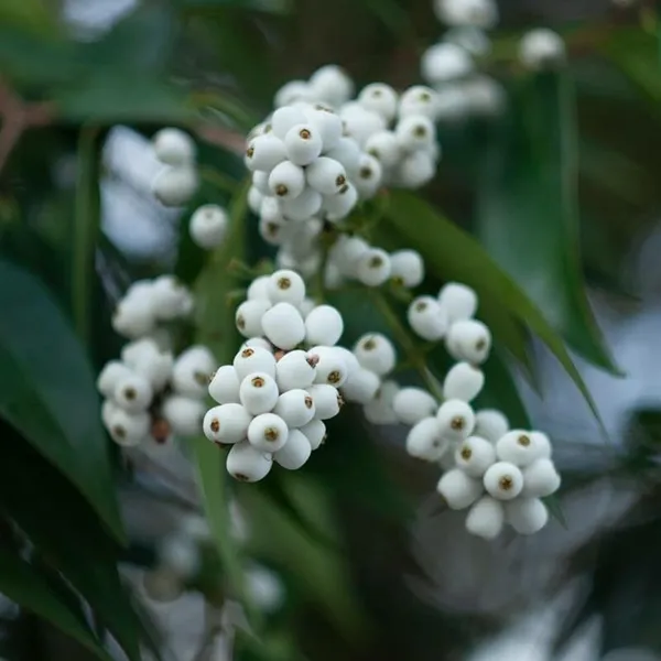 Cat_Eye_Fruit_Plant_Syzygium_Zeylanicum_Hybrid_Cat_Fruit