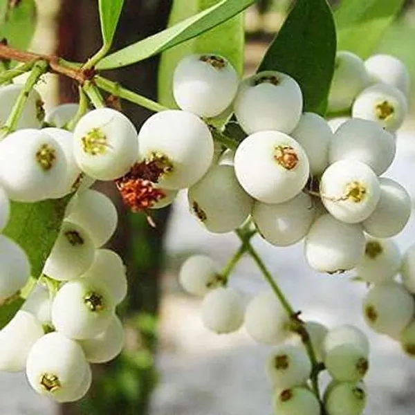 Cat_Eye_Fruit_Plant_(Syzygium_Zeylanicum,_Hybrid)_Cat_Fruit