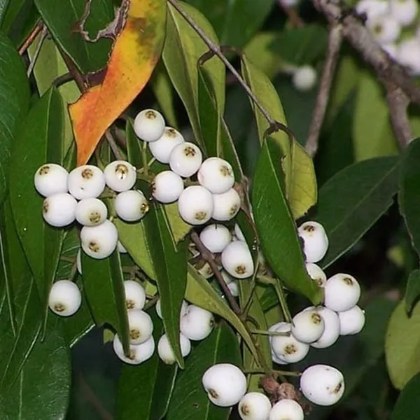 Cat_Eye_Fruit_Plant_Syzygium_Zeylanicum_Hybrid_Cat_Fruit