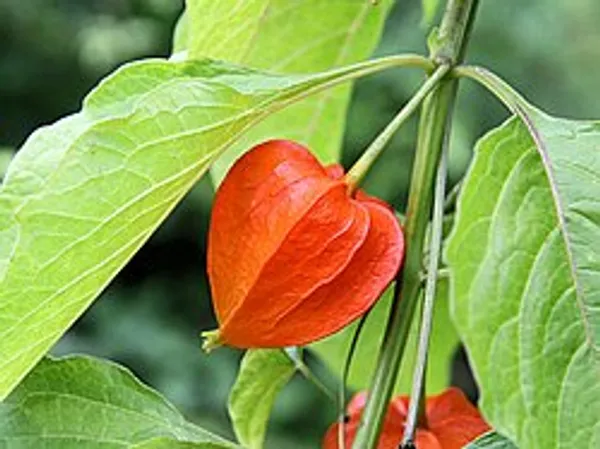 Chinese_Lantern_Plant_Abutilon_Megapotamicum