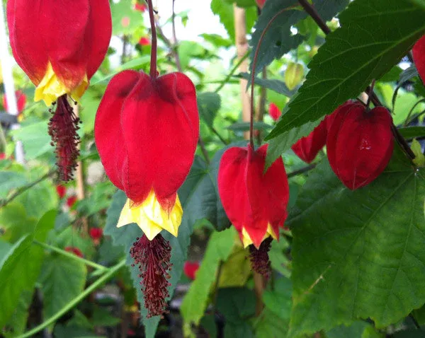Chinese_Lantern_Plant_Abutilon_Megapotamicum