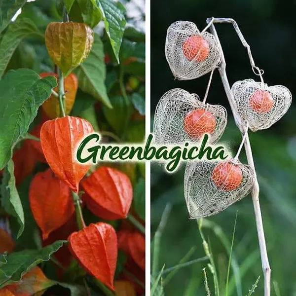 Chinese_Lantern_Plant_(Abutilon_Megapotamicum)