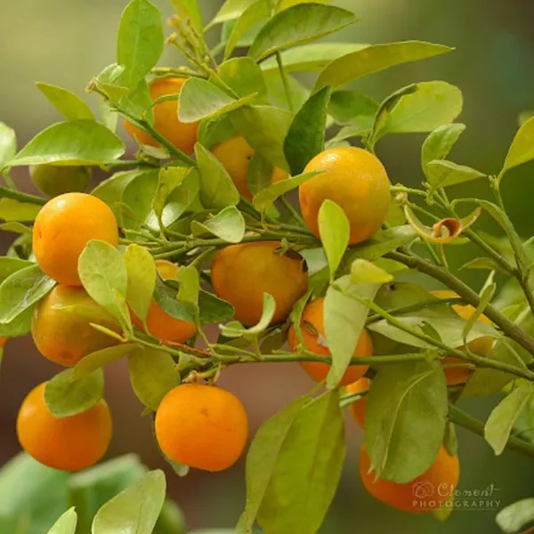 Chinese_Orange_Sweet