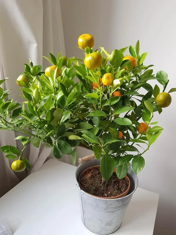 Chinese_Orange_Sweet