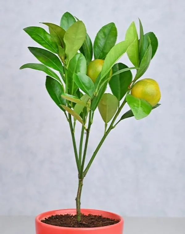 Chinese_Orange_Sweet