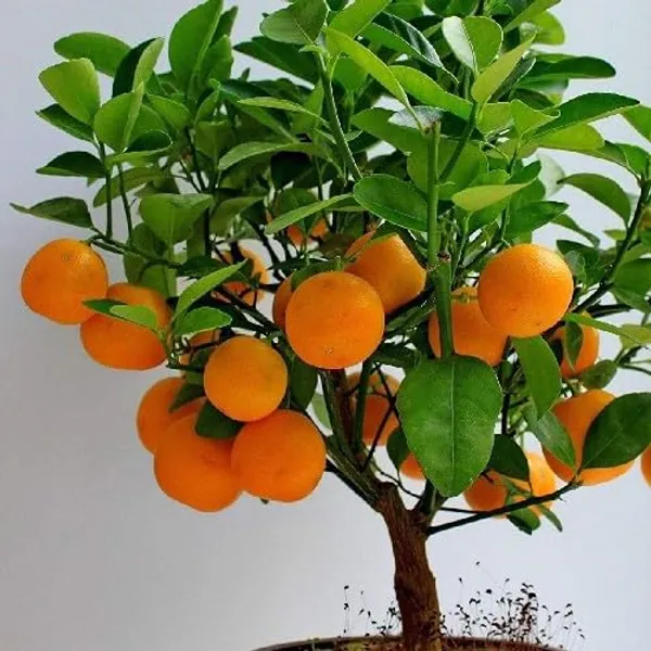 Chinese_Orange_Sweet