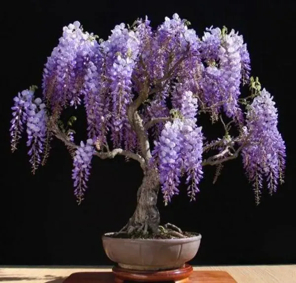 Chinese_Wisteria_Bonsai_Tree_Live_Wisteria_Sinensis_Bonsai_Purple_Flowering_Ornamental_Plant