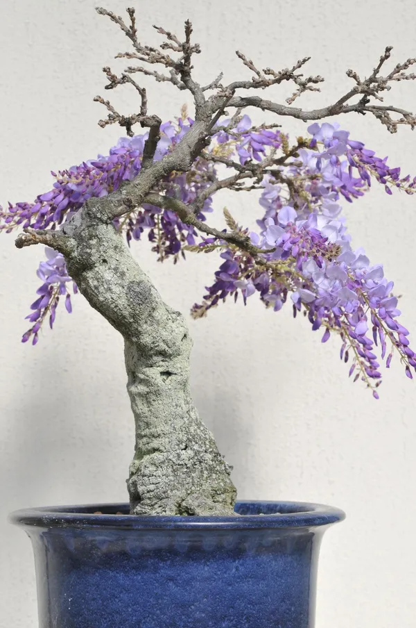Chinese_Wisteria_Bonsai_Tree_Live_Wisteria_Sinensis_Bonsai_Purple_Flowering_Ornamental_Plant