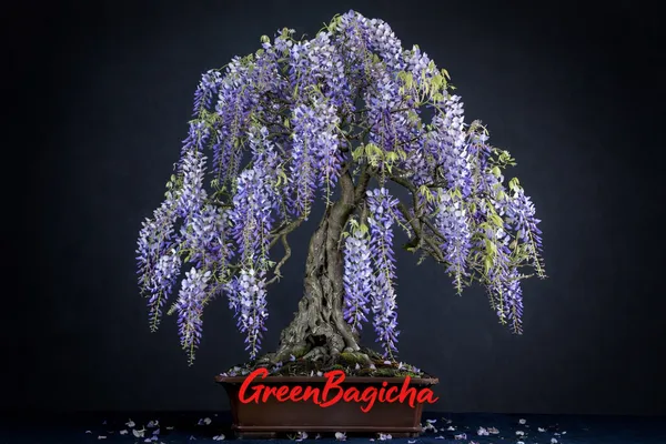 Chinese_Wisteria_Bonsai_Tree_Live_|_Wisteria_Sinensis_Bonsai_|_Purple_Flowering_Ornamental_Plant__📝_Product_Description