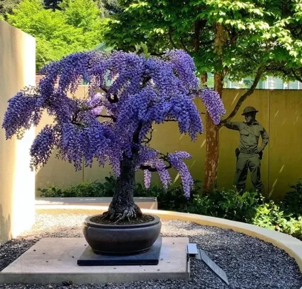 Chinese_Wisteria_Bonsai_Tree_Live_Wisteria_Sinensis_Bonsai_Purple_Flowering_Ornamental_Plant