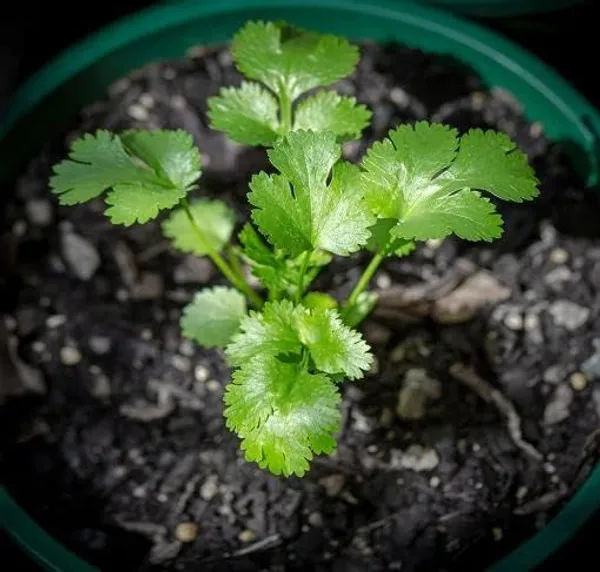 Coriander_Panipat_Desi_Vegetable_Seeds_Leafy_Winter_Vegetable_Seeds_For_Home_Garden_Fresh_Vegetables_Seeds_For_Kitchen_Organic_Dhania_Leaves_Seeds_Gardening_Indoor_Outdoor_Vegetables_Seeds