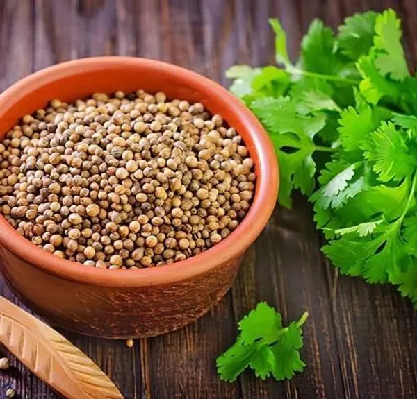 Coriander_Panipat_-_Desi_Vegetable_Seeds_Leafy_Winter_Vegetable_Seeds_For_Home_Garden_Fresh_Vegetables_Seeds_For_Kitchen_Organic_Dhania_Leaves_Seeds_Gardening_Indoor_Outdoor_Vegetables_Seeds