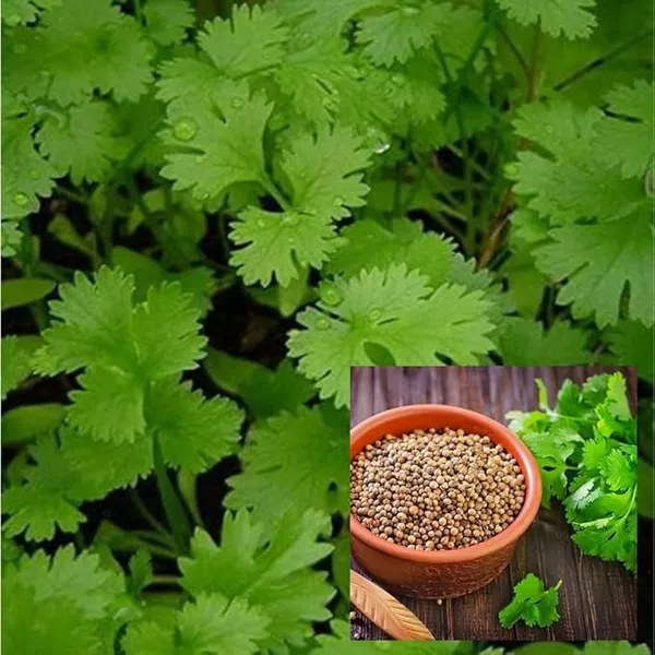 Coriander_Panipat_Desi_Vegetable_Seeds_Leafy_Winter_Vegetable_Seeds_For_Home_Garden_Fresh_Vegetables_Seeds_For_Kitchen_Organic_Dhania_Leaves_Seeds_Gardening_Indoor_Outdoor_Vegetables_Seeds