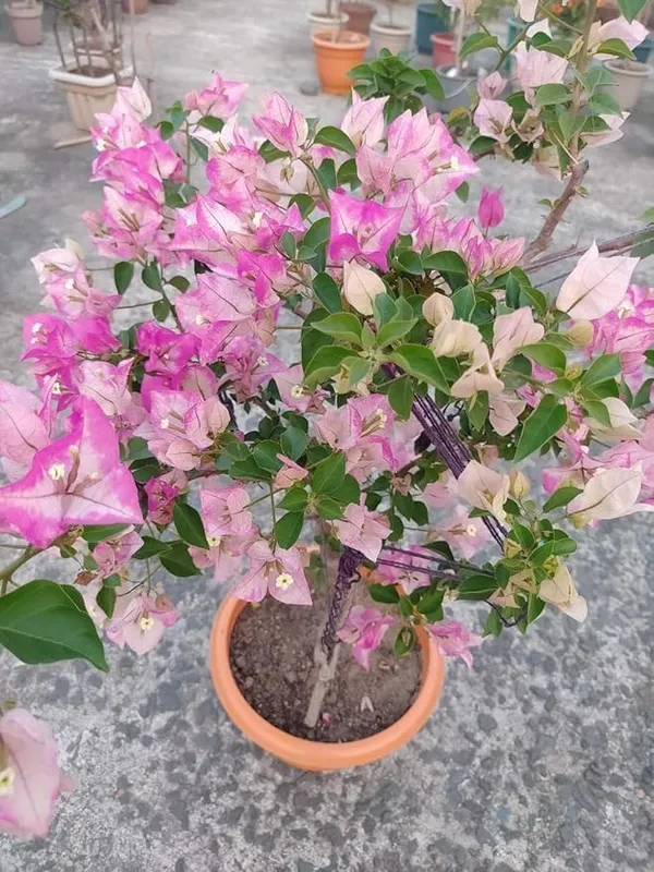Splash_Bougainvillea_And_Double_Color_White_And_Pink_Bougainvillea_Flower_Plant_Special_Variety_Ering_Hybrid_Paper_Flower_Plant