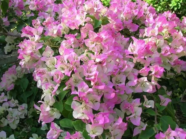 Splash_Bougainvillea_And_Double_Color_White_And_Pink_Bougainvillea_Flower_Plant_Special_Variety_Ering_Hybrid_Paper_Flower_Plant