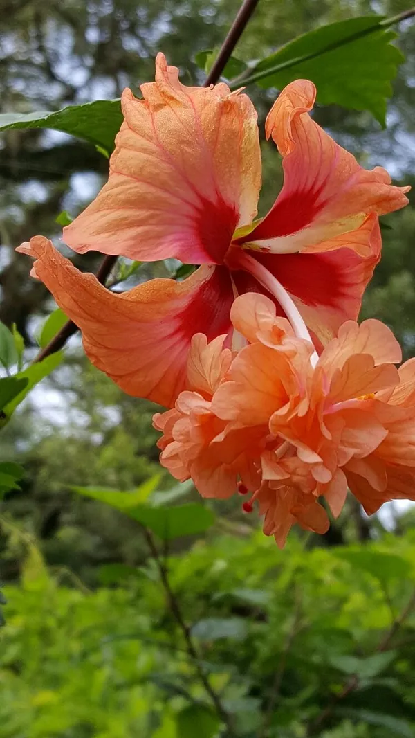 Double_Petal_Hibiscus