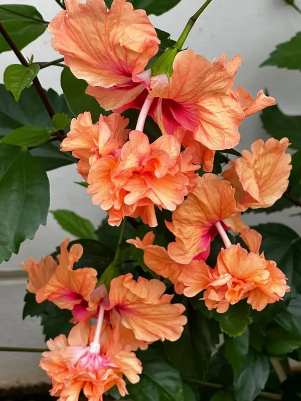 Double_Petal_Hibiscus