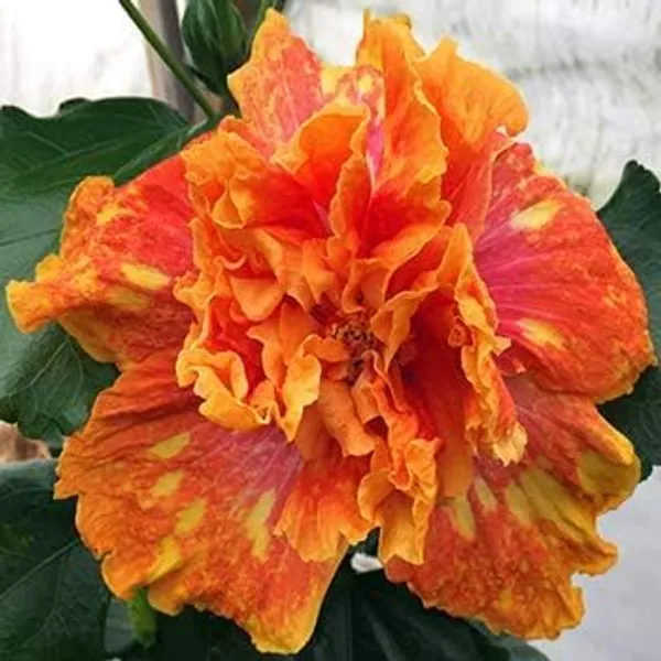 Double_Petal_Hibiscus