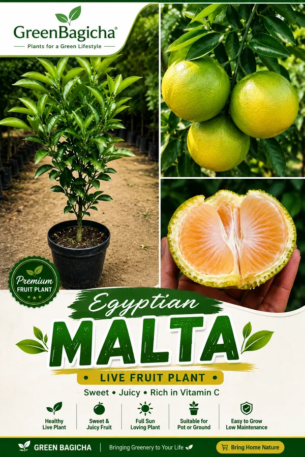 Egyptian_Malta_Plant_|_Mishoriyo_Malta_(Citrus_sinensis)_Live_Fruit_Plant
