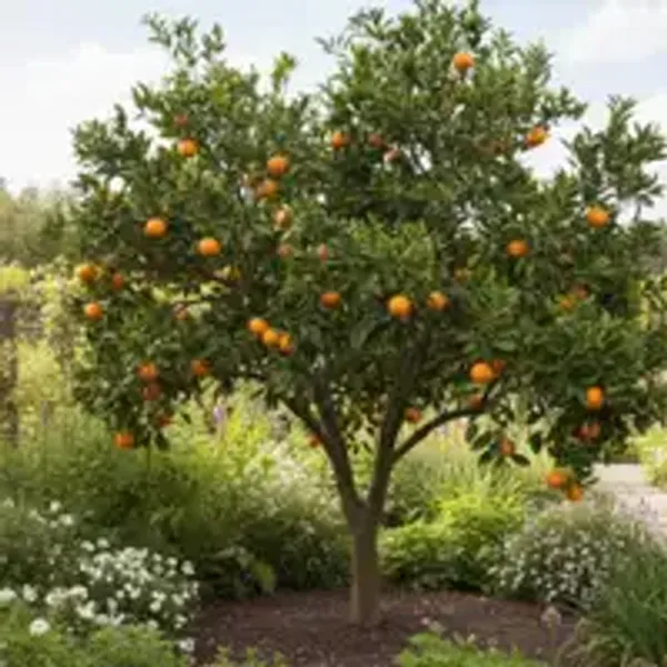 Egyptian_Malta_Plant_|_Mishoriyo_Malta_(Citrus_sinensis)_Live_Fruit_Plant