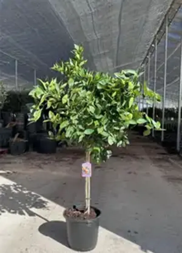 Egyptian_Malta_Plant_|_Mishoriyo_Malta_(Citrus_sinensis)_Live_Fruit_Plant