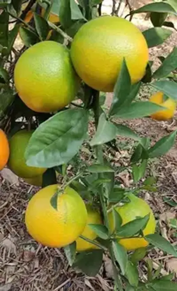 Egyptian_Malta_Plant_|_Mishoriyo_Malta_(Citrus_sinensis)_Live_Fruit_Plant