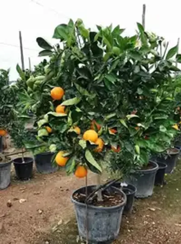 Egyptian_Malta_Plant_|_Mishoriyo_Malta_(Citrus_sinensis)_Live_Fruit_Plant