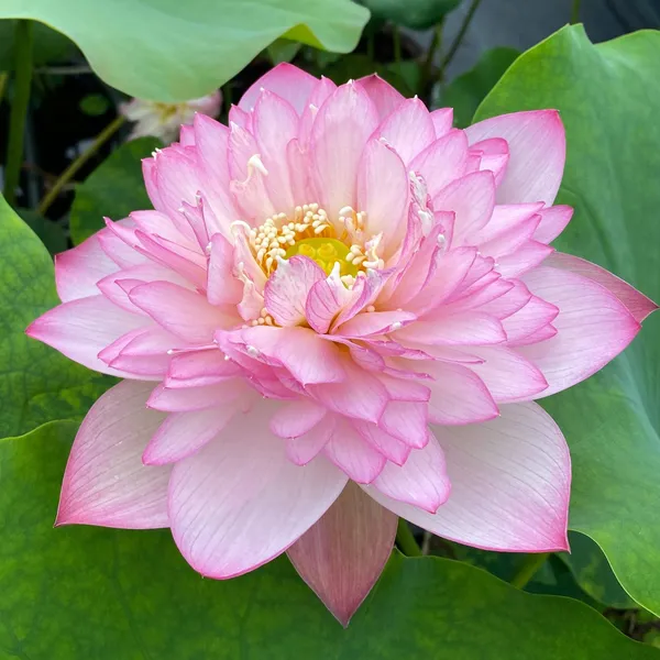 Elegant_Pink_Asiatic_Lotus_Tuber_Live_Plant_|_Premium_Water_Lotus_for_Bowls,_Pots_&_Ponds