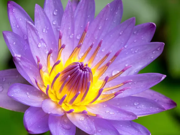 Elegant_Purple_Asiatic_Lotus_Tuber_|_Premium_Live_Water_Lotus_Plant_|_Easy_to_Grow