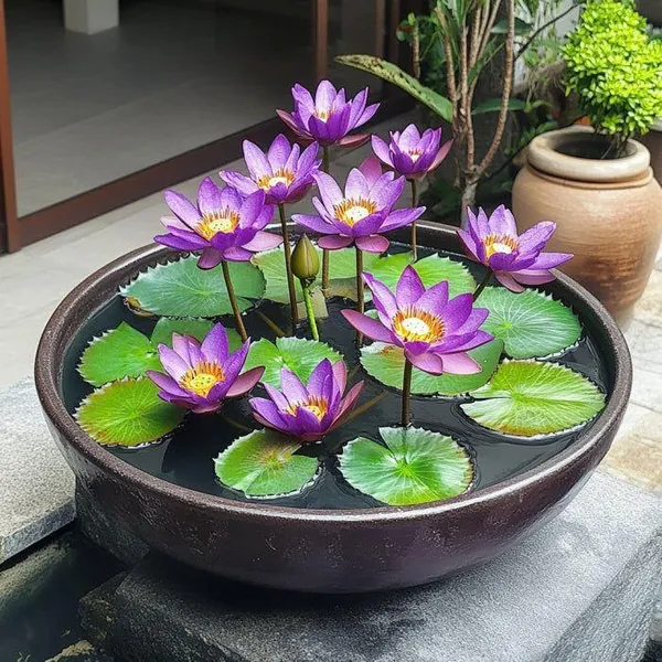Elegant_Purple_Asiatic_Lotus_Tuber_|_Premium_Live_Water_Lotus_Plant_|_Easy_to_Grow