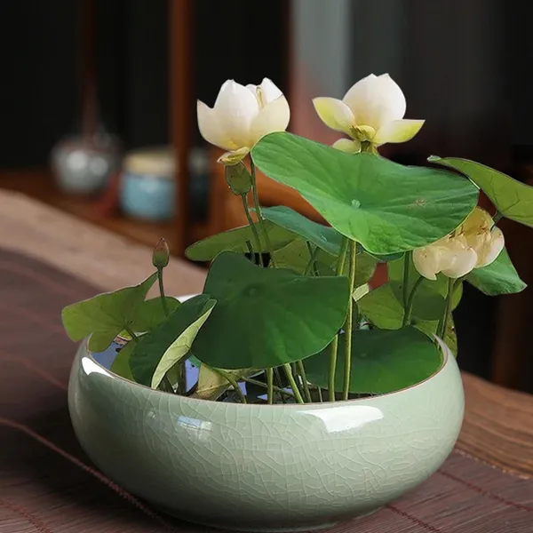 Elegant_White_Green_Maiden_Lotus_Tuber_Live_Plant_|_Premium_Aquatic_Flower_for_Water_Garden