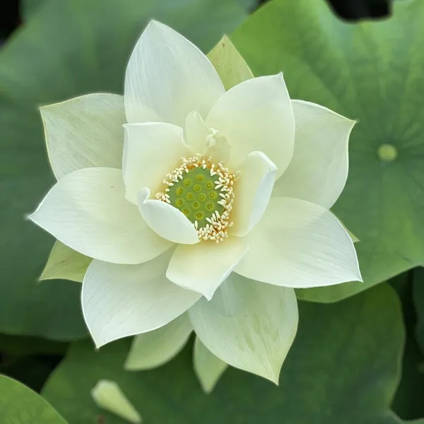 Elegant_White_Green_Maiden_Lotus_Tuber_Live_Plant_|_Premium_Aquatic_Flower_for_Water_Garden